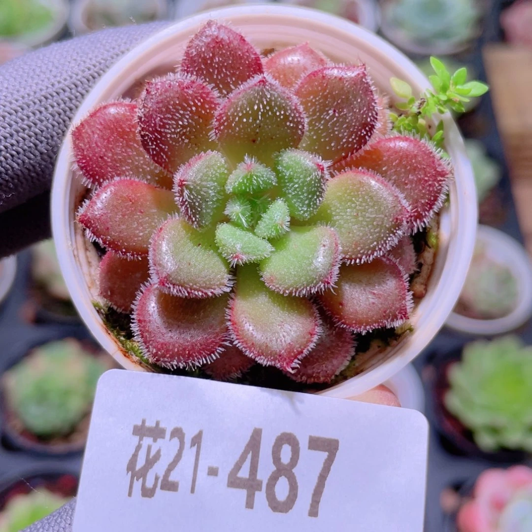 花利美21-487卡罗尔