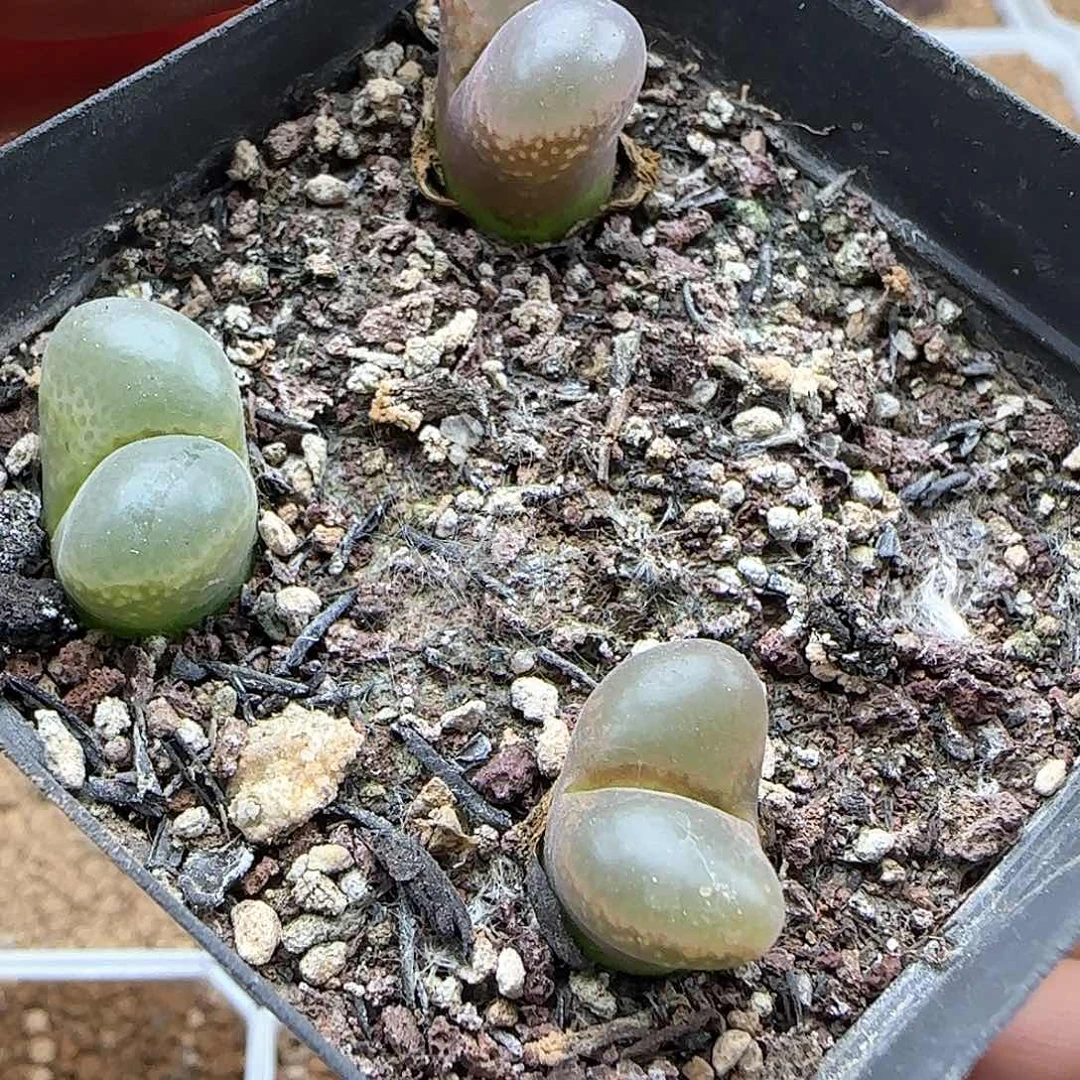 向***看哈哈哈哈哈哈哈46367