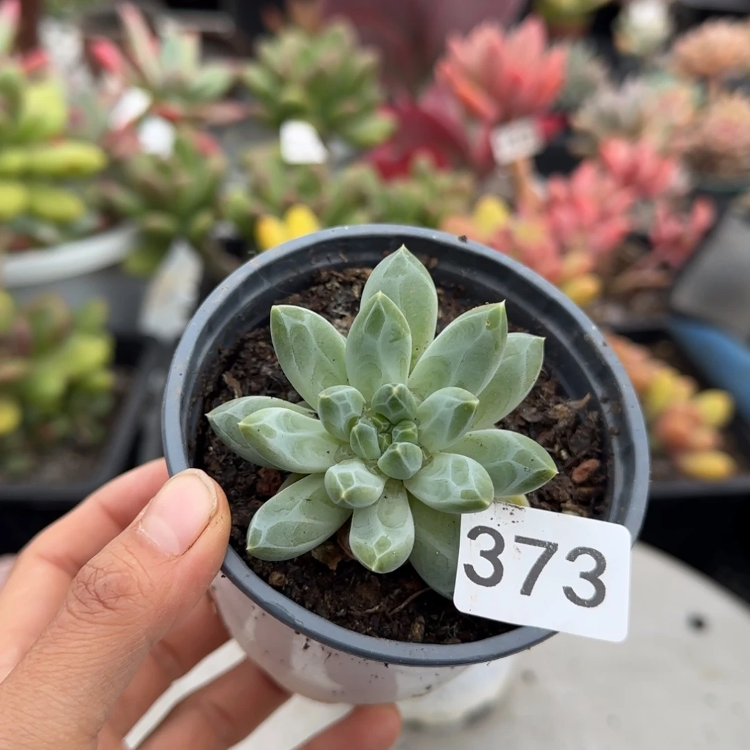 373号 一物一拍一物一拍