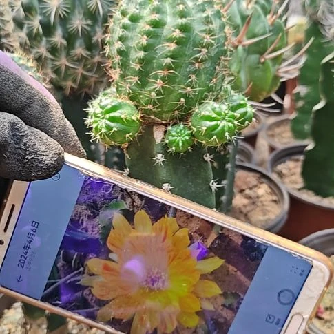 丽花秀普嫁接黄羽群头大福37