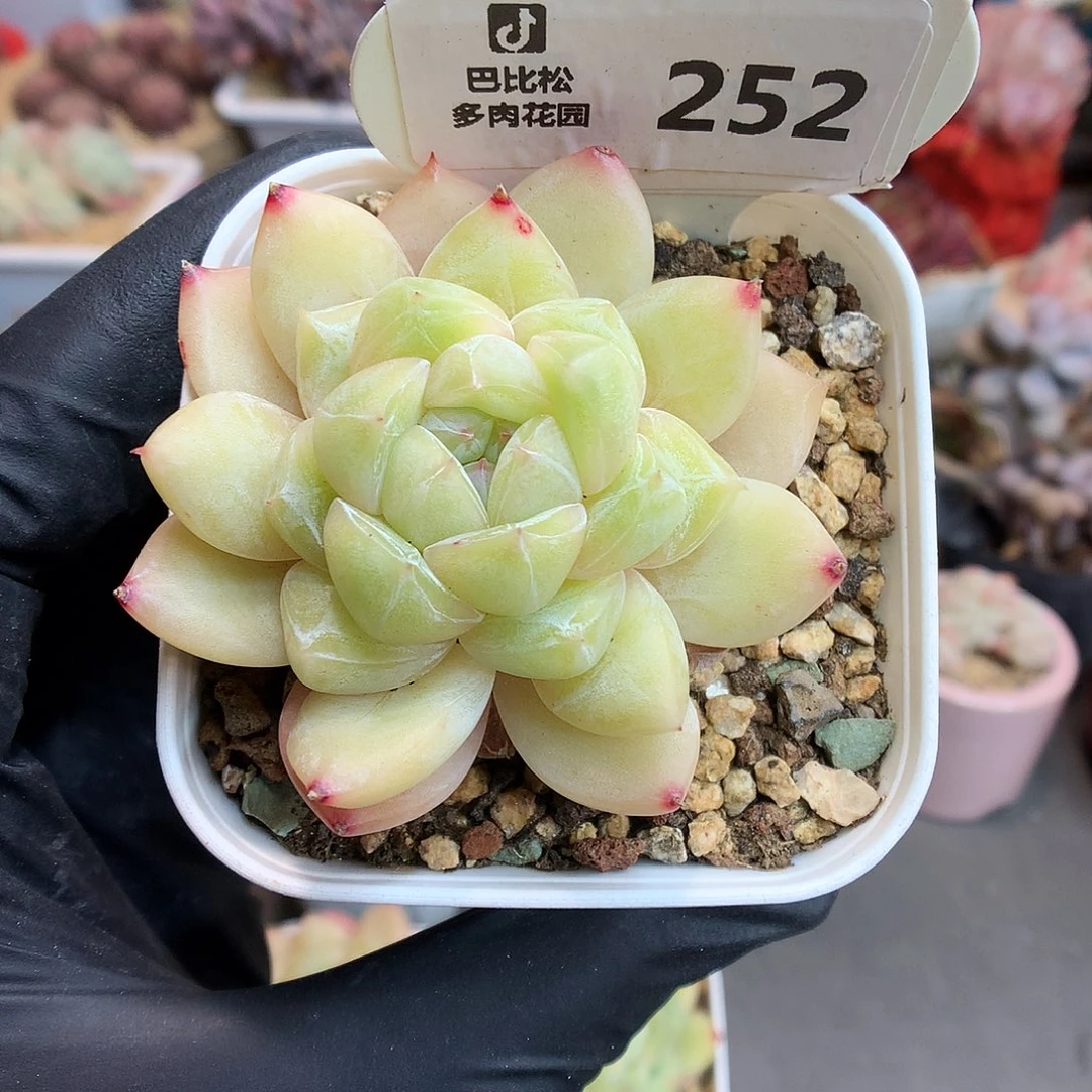 252 黄透钻石珍妮多肉