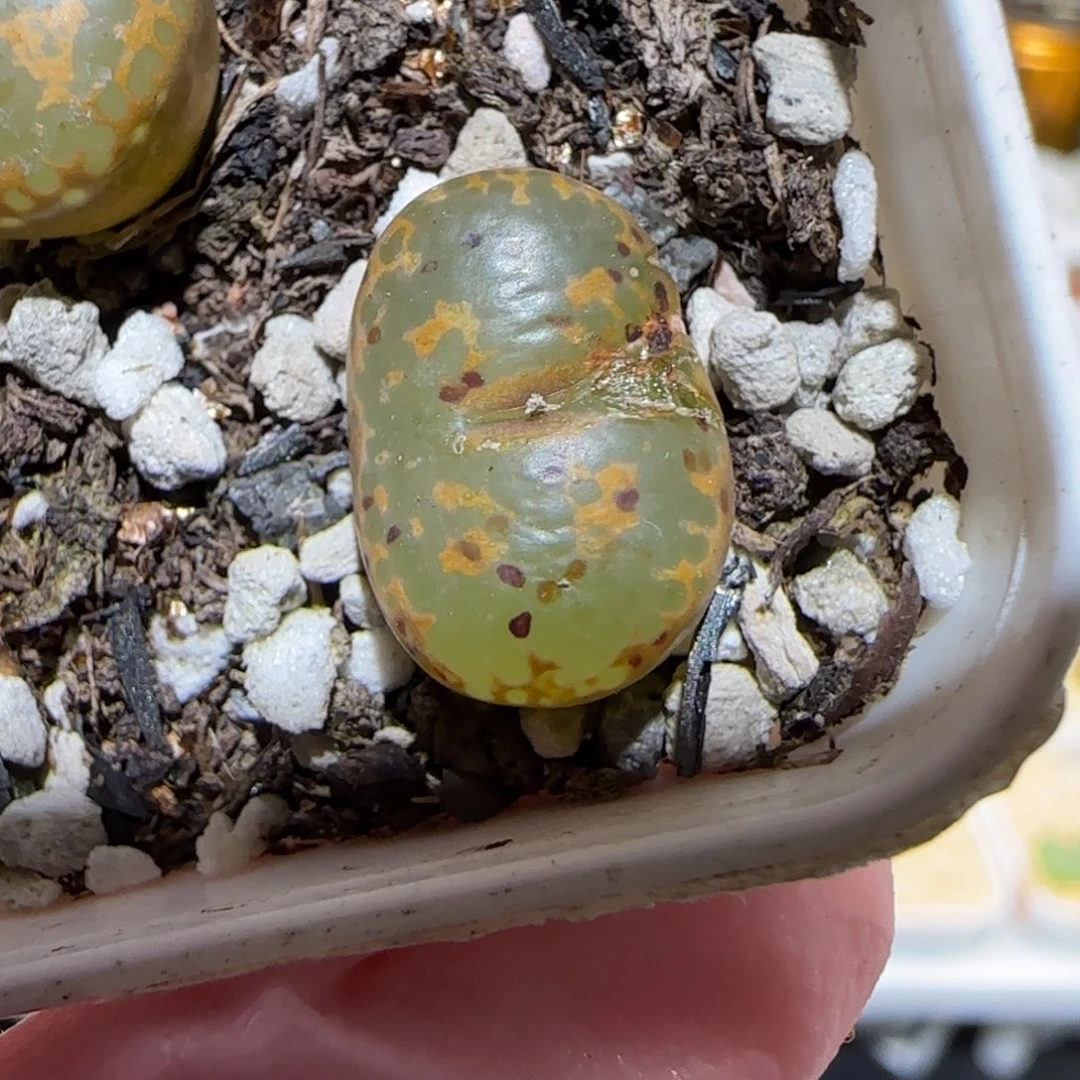 肉锥多肉植物百科-K勋101