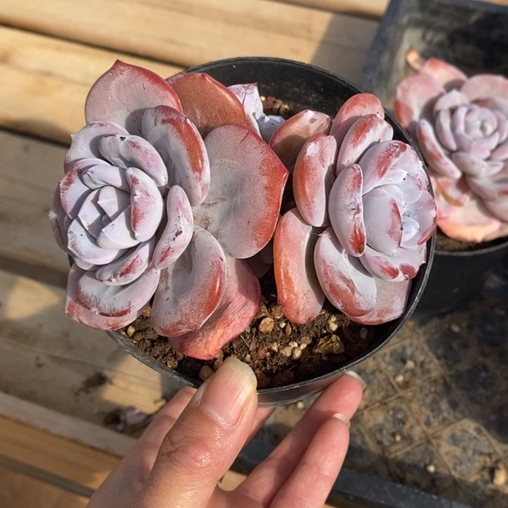 五头奶茶胖体哈哈哈哈哈