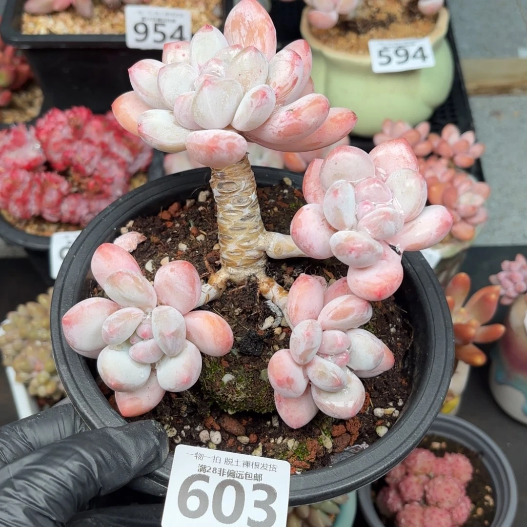 香水老桩无盆土发货