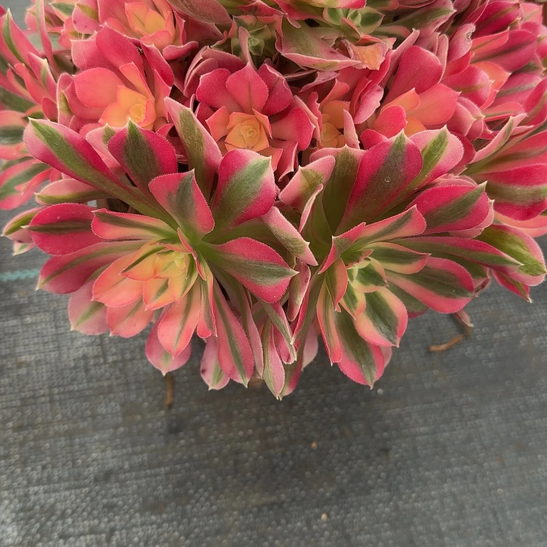 鑫***善福利0000000女巫美美美