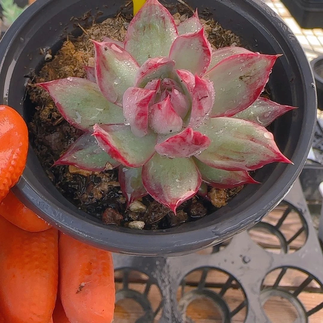 诚****麻X38 惊鸿仙子多肉植物