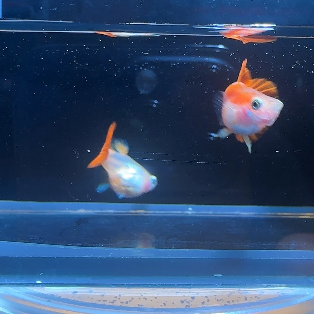孔雀鱼关注主播参加竞拍
