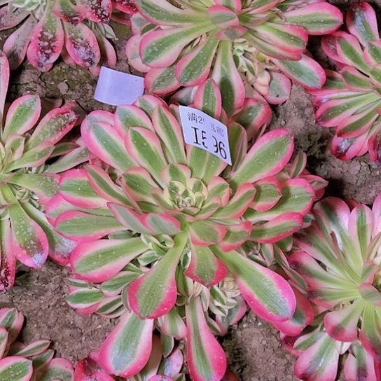 596粉女巫多肉植物