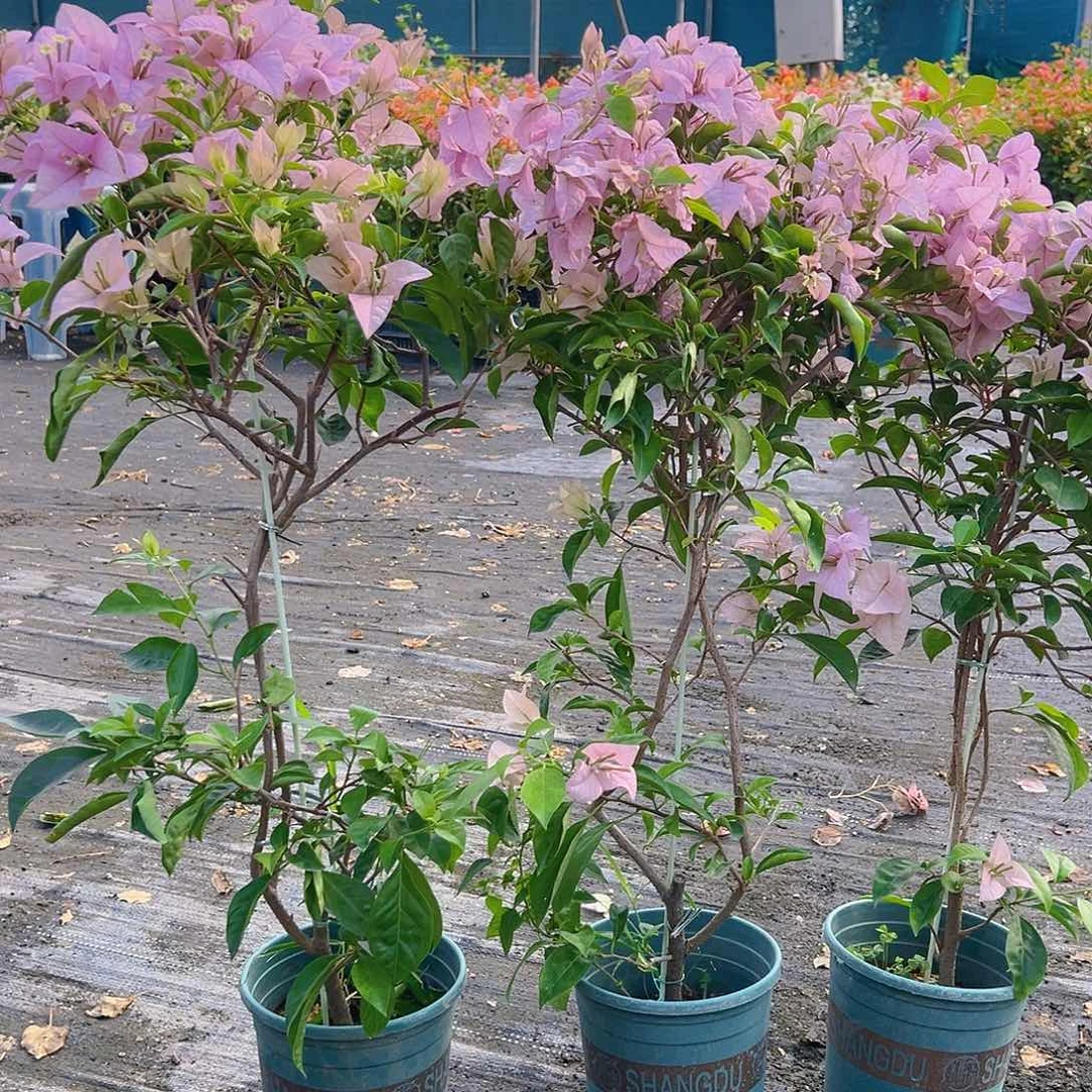 当前无花栽培后可以开花赛佛里带竹一棵
