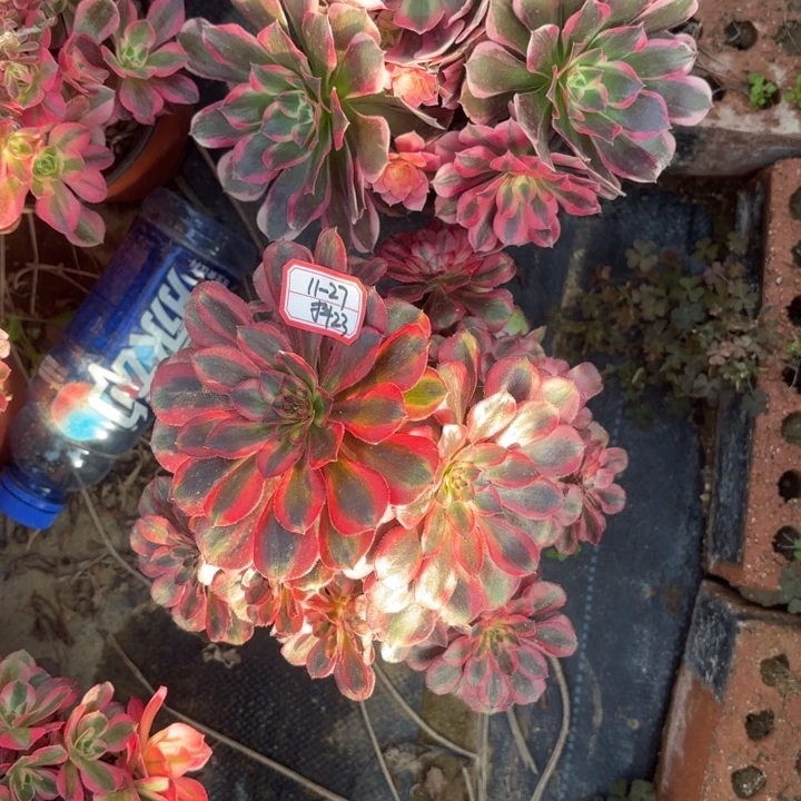 雨***天两颗多肉法师不包损23