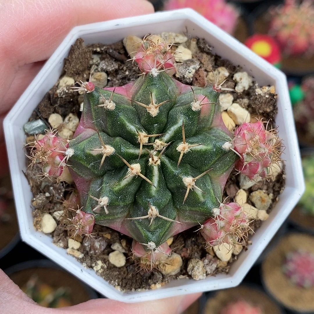 米哈仙人球泡泡糖侧芽008