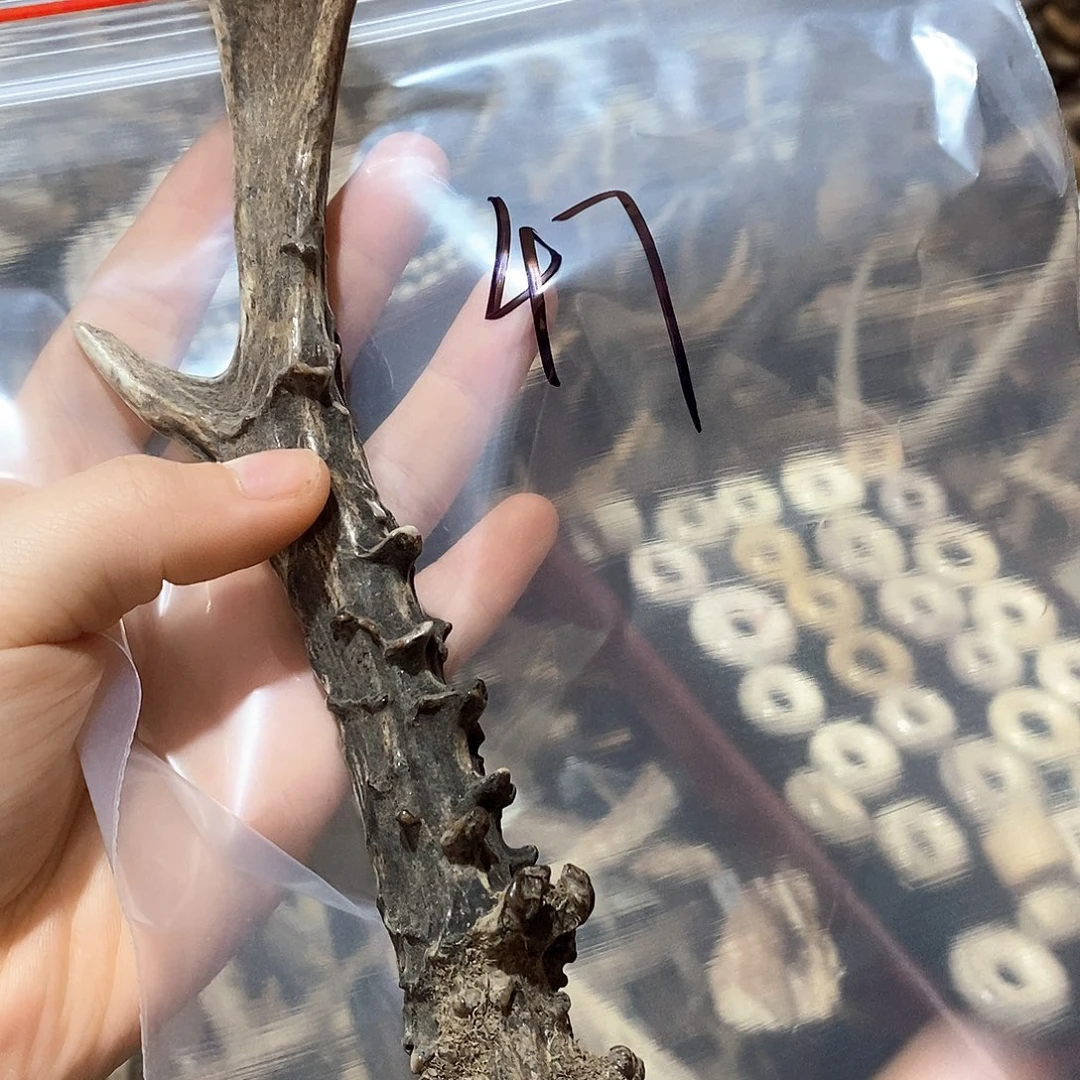 鹿角等鹿角鹿角鹿角鹿