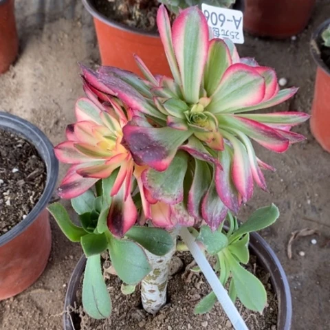 606嫁接黑魔锦满25包邮多肉