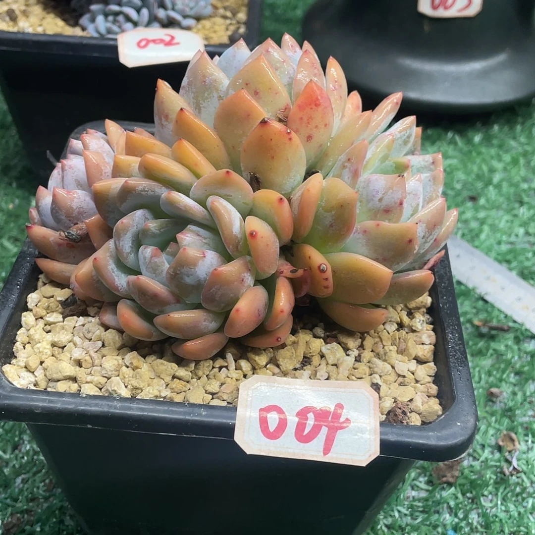 004一物一一拍一拍