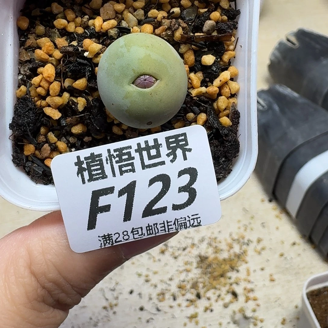 多肉植物的人生fgb