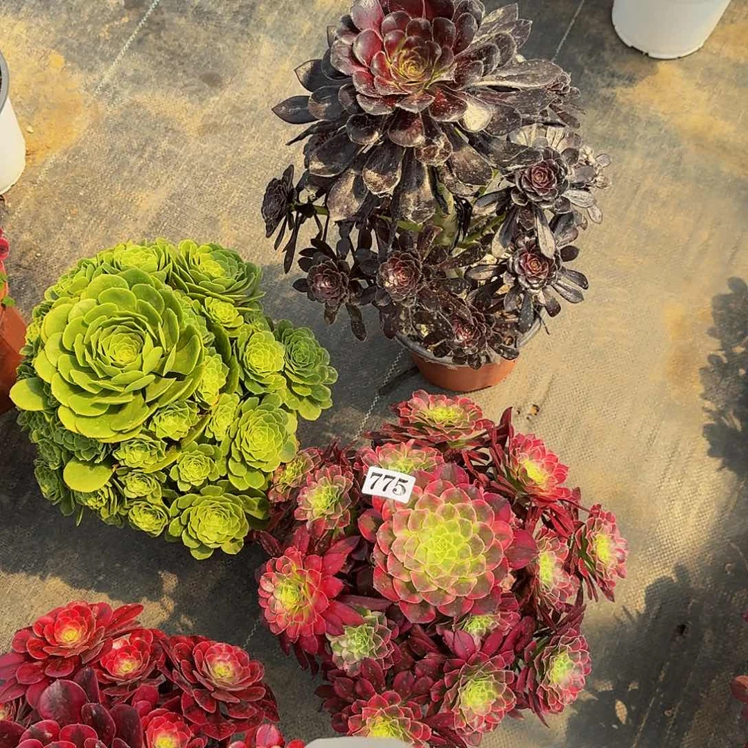 向****珍775三颗组合福利价半木桩