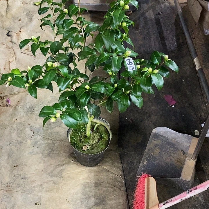 津川娇。      064。