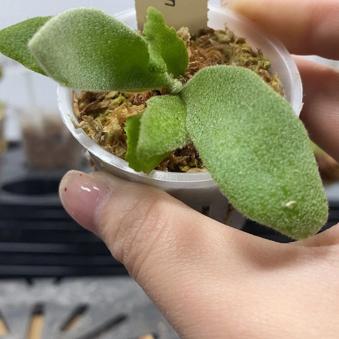 无花朵白天鹅鹿角蕨