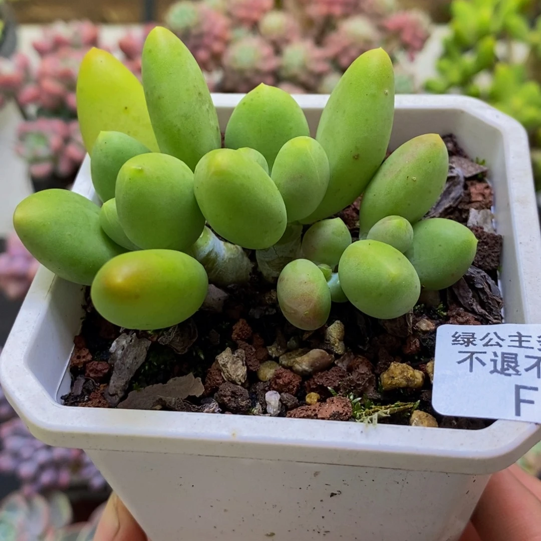 048芒果kk奶7cm多肉