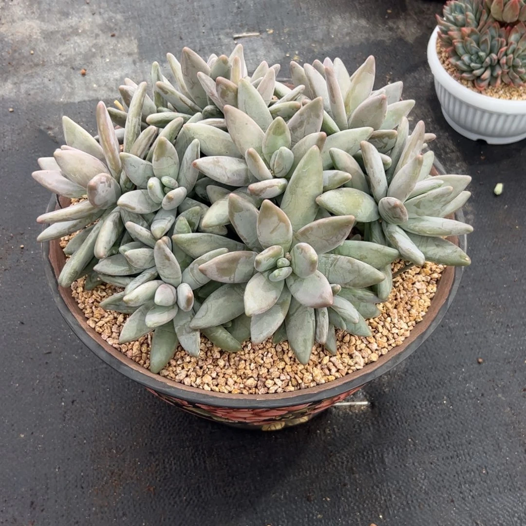 ****l大号企鹅多肉植物