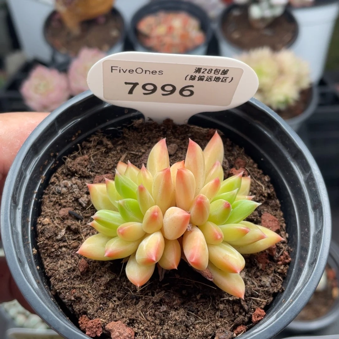 甲骨文7996-5.5厘米