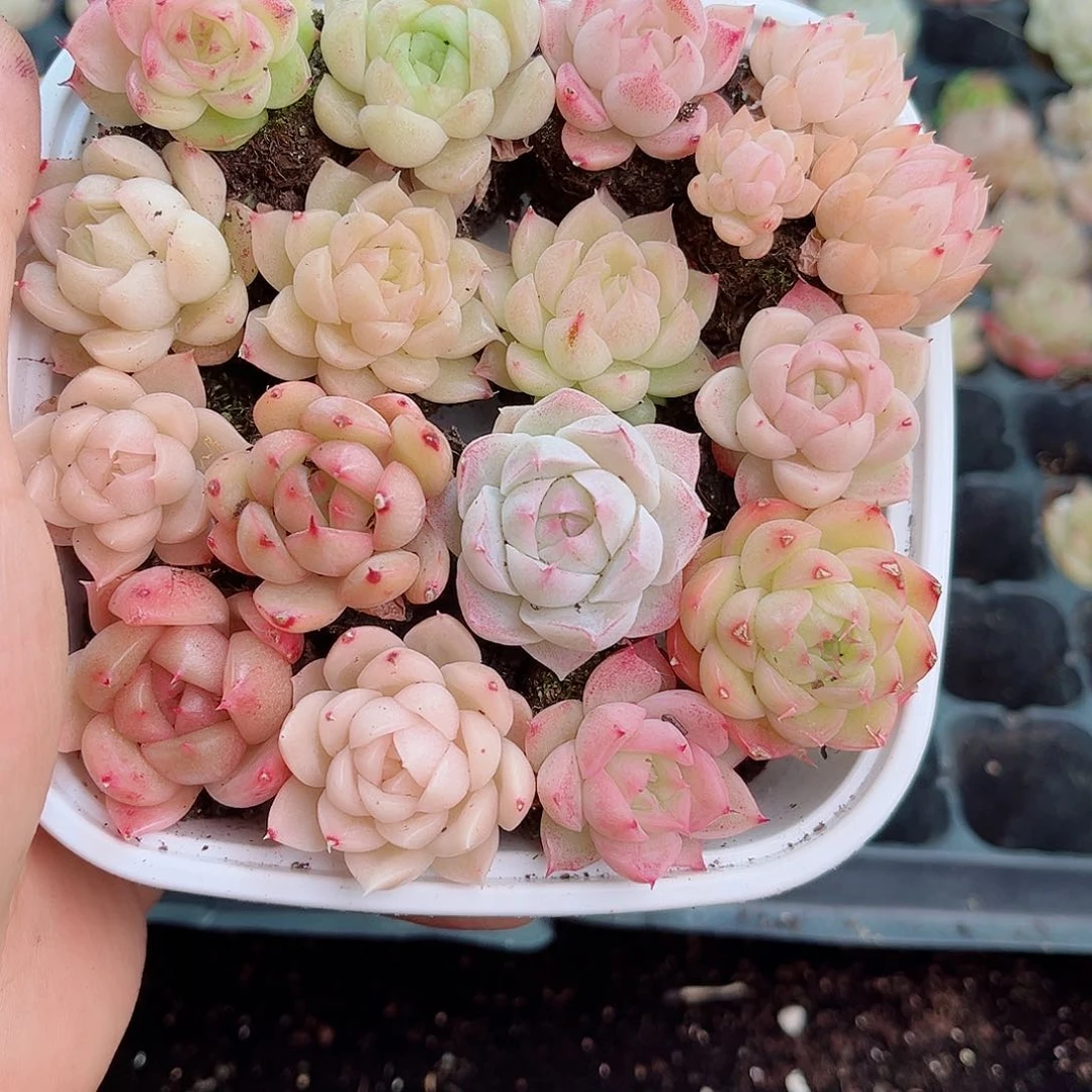 1-173 新疆西藏内蒙不发12.8包邮2-3公分多肉