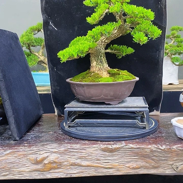 无花朵黄杨盆景四季常青不落叶