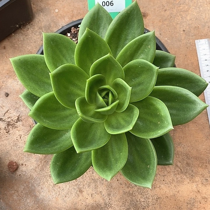 006-直播福利翠花