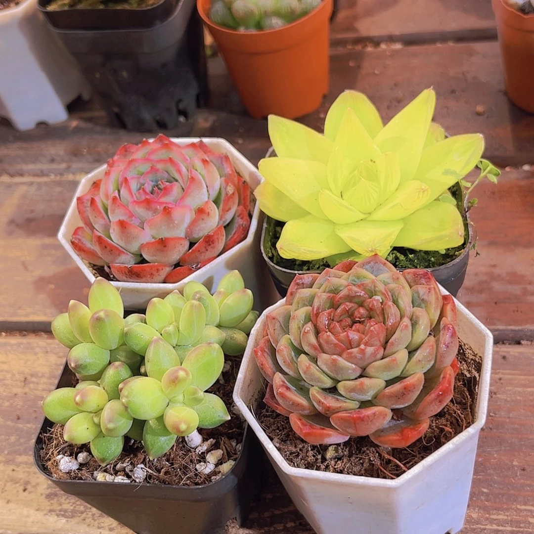 侧影➕黄金一雨露➕千代田➕葡萄珍妮单