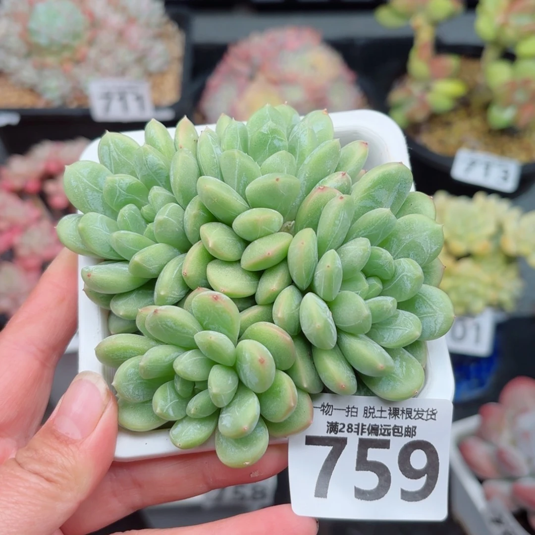 百达翡翠无盆土发货