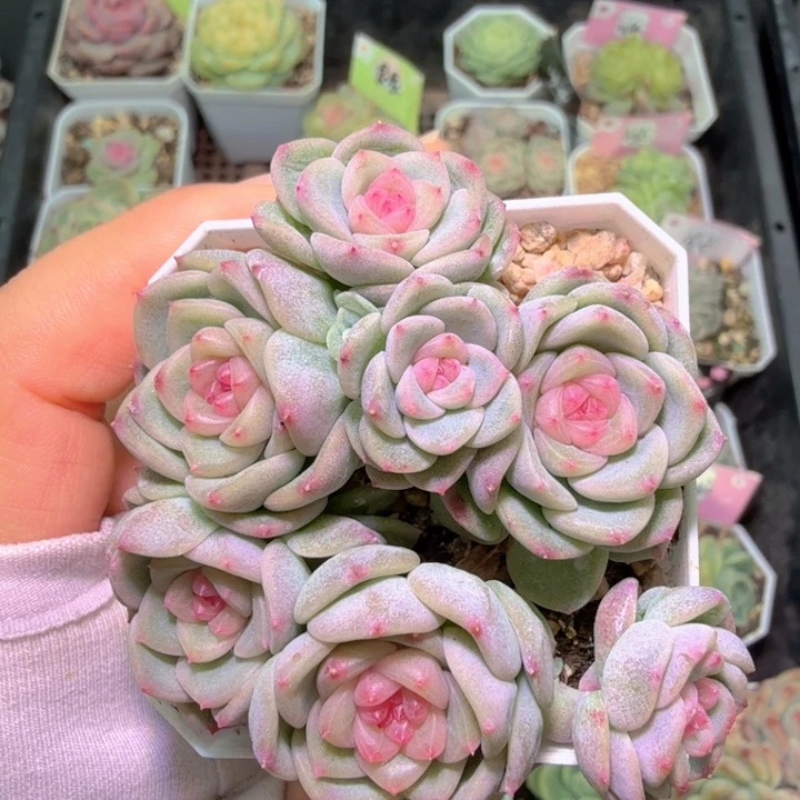 蔚***岚红甜心开播福利啦啦