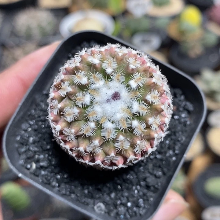 海胆娇丽207号3.3cm