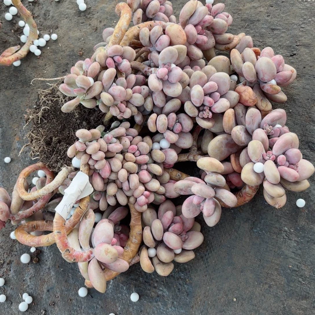 橙*3桃蛋福利不售后102。