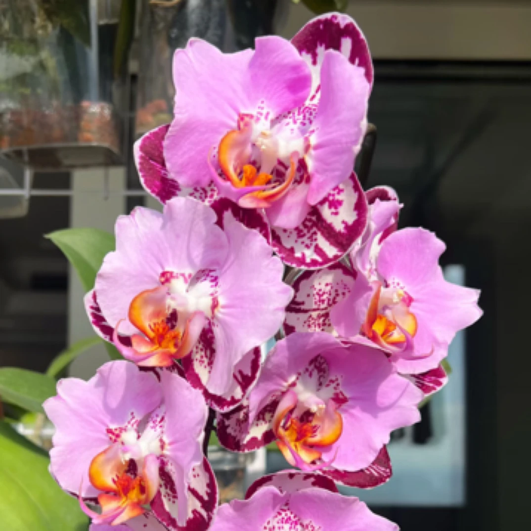 【淘花源记】台湾黑钢琴2.8杯高颜值稀缺高货蝴蝶兰苗根系成熟