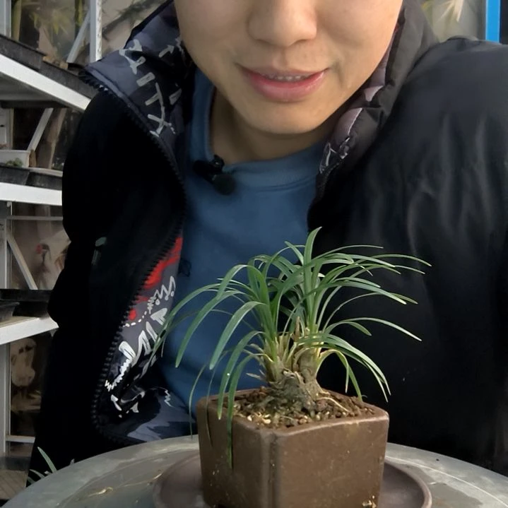 绿*C小盆景小植物一物一拍56
