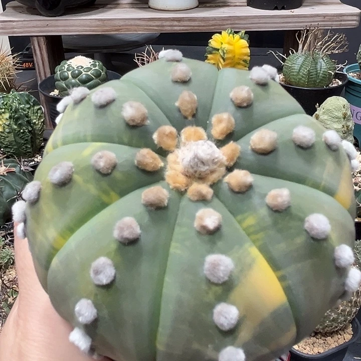 天***勤152哈哈哈哈哈哈哈哈