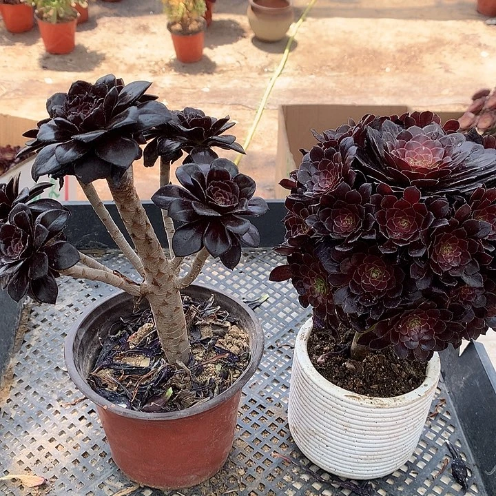 601黑铜壶魔法师多肉植物