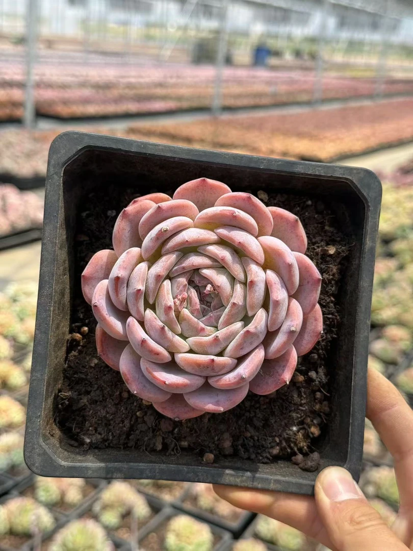 15#赫本多肉植物  前男友精品多肉 A162 (2)