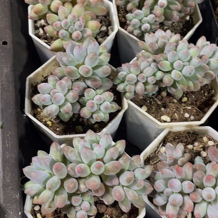 婴儿手指带盆土发货