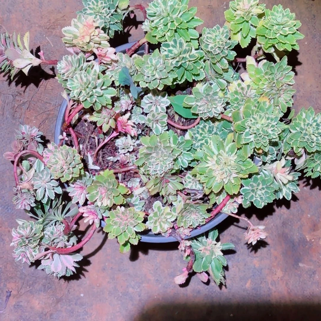 云南多肉植物亚特兰蒂斯