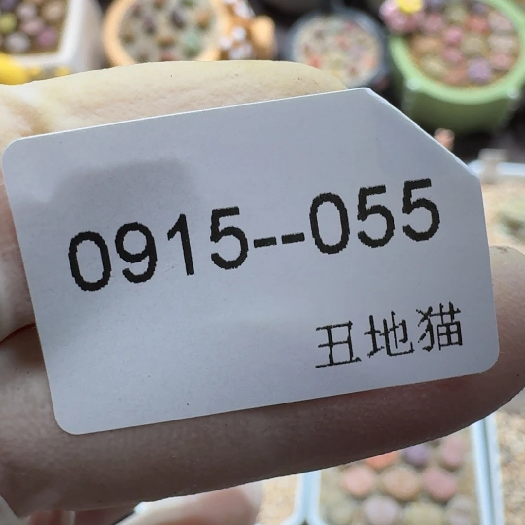 菠***~0915-055卷卷卷卷卷