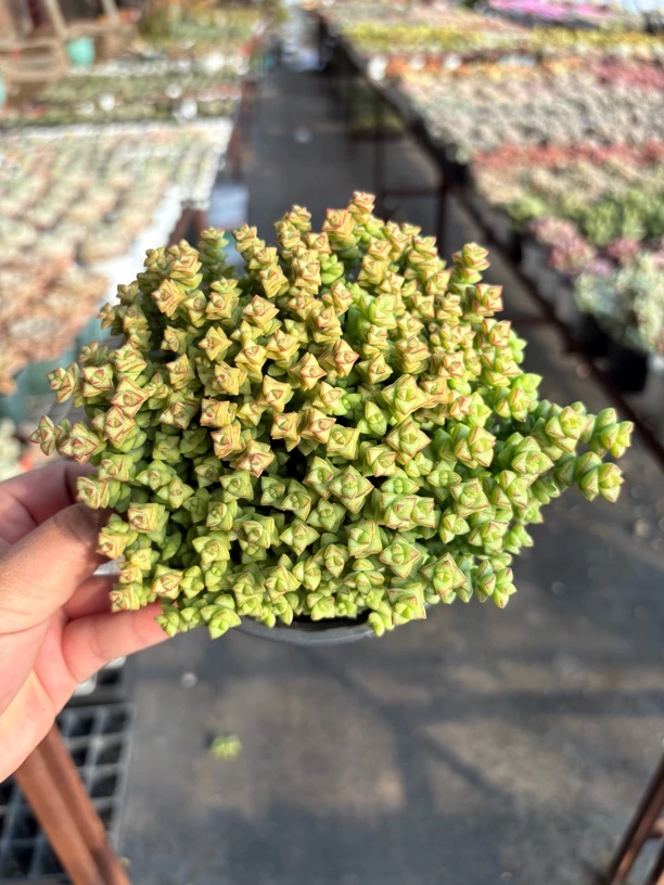 小米星多肉11㎝盆 只发新疆一单包邮