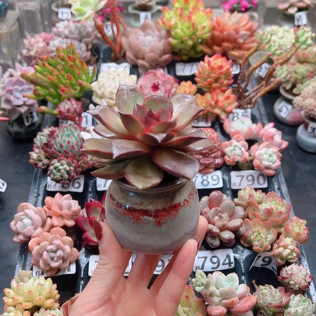 无铅玻璃青*花钱花钱花钱花钱