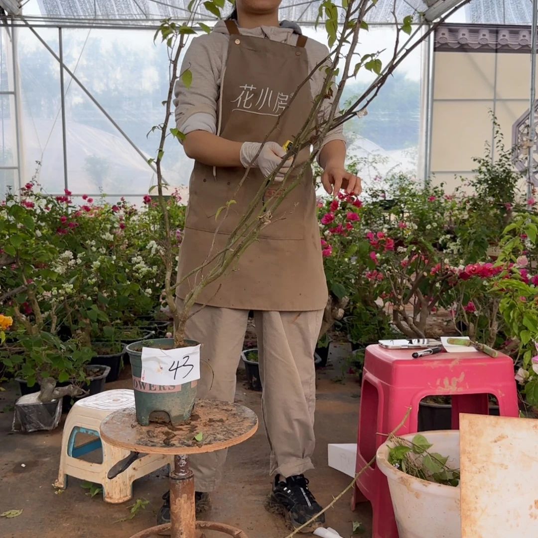 大部分花苞少量开放金发女郎 43