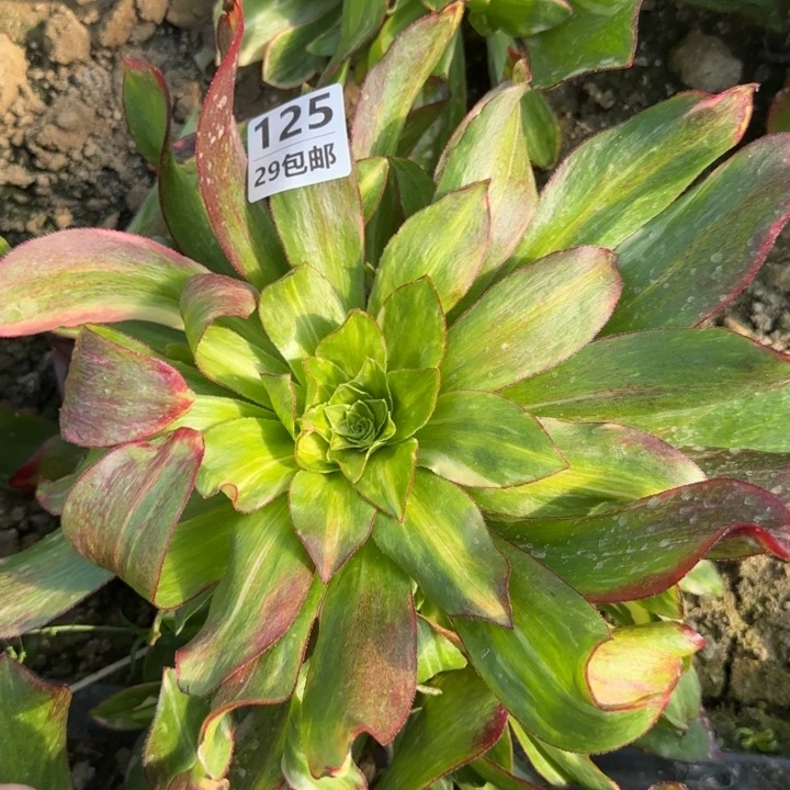 魅影七彩……多肉……植物