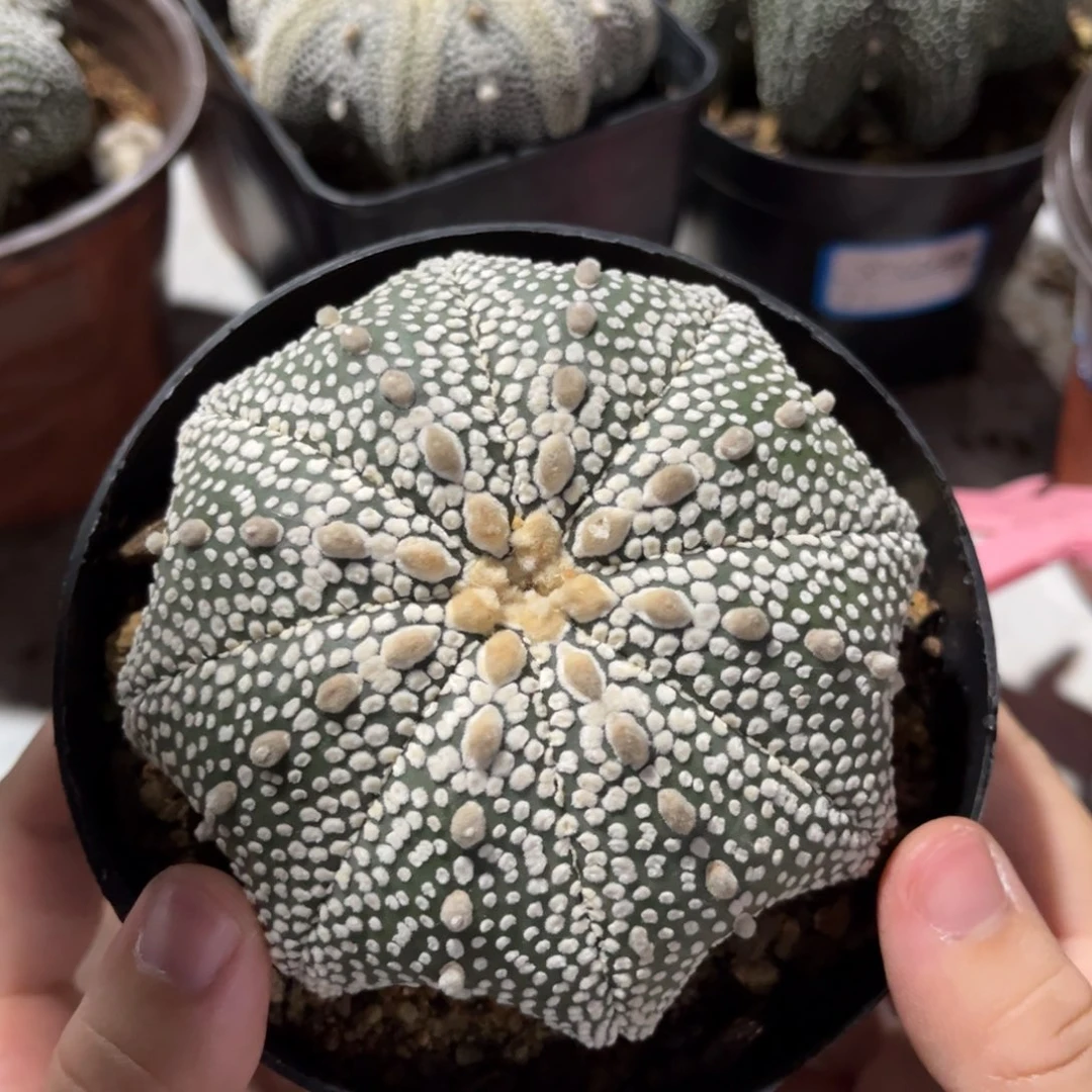 8.3cm奇迹兜一物一拍实生