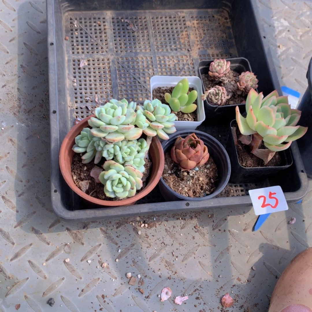 多肉植物一单包邮26