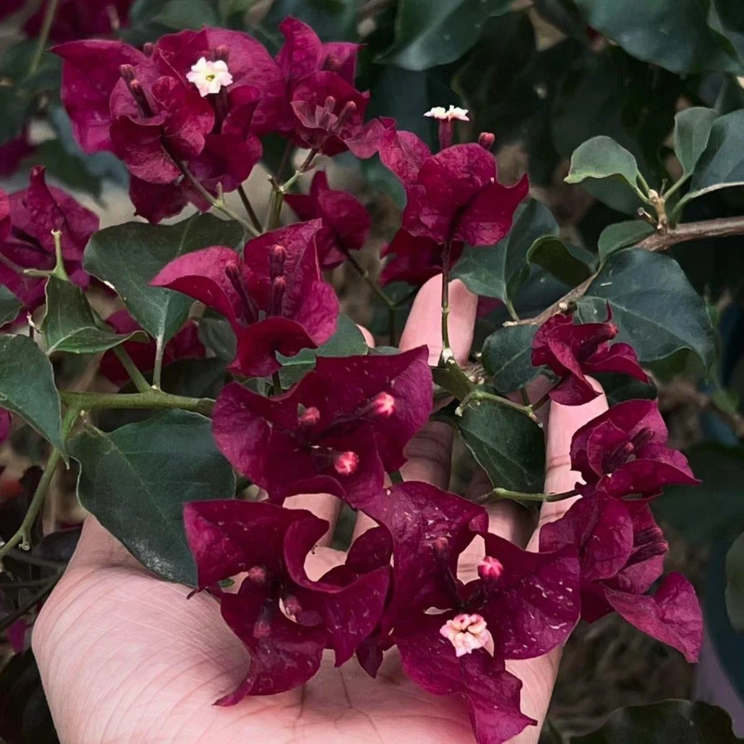 【宠粉福利】黑暗行者品种三角梅勤花四季开花