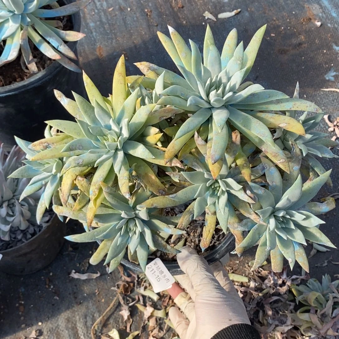 15号苹果叶瑕疵瑕疵