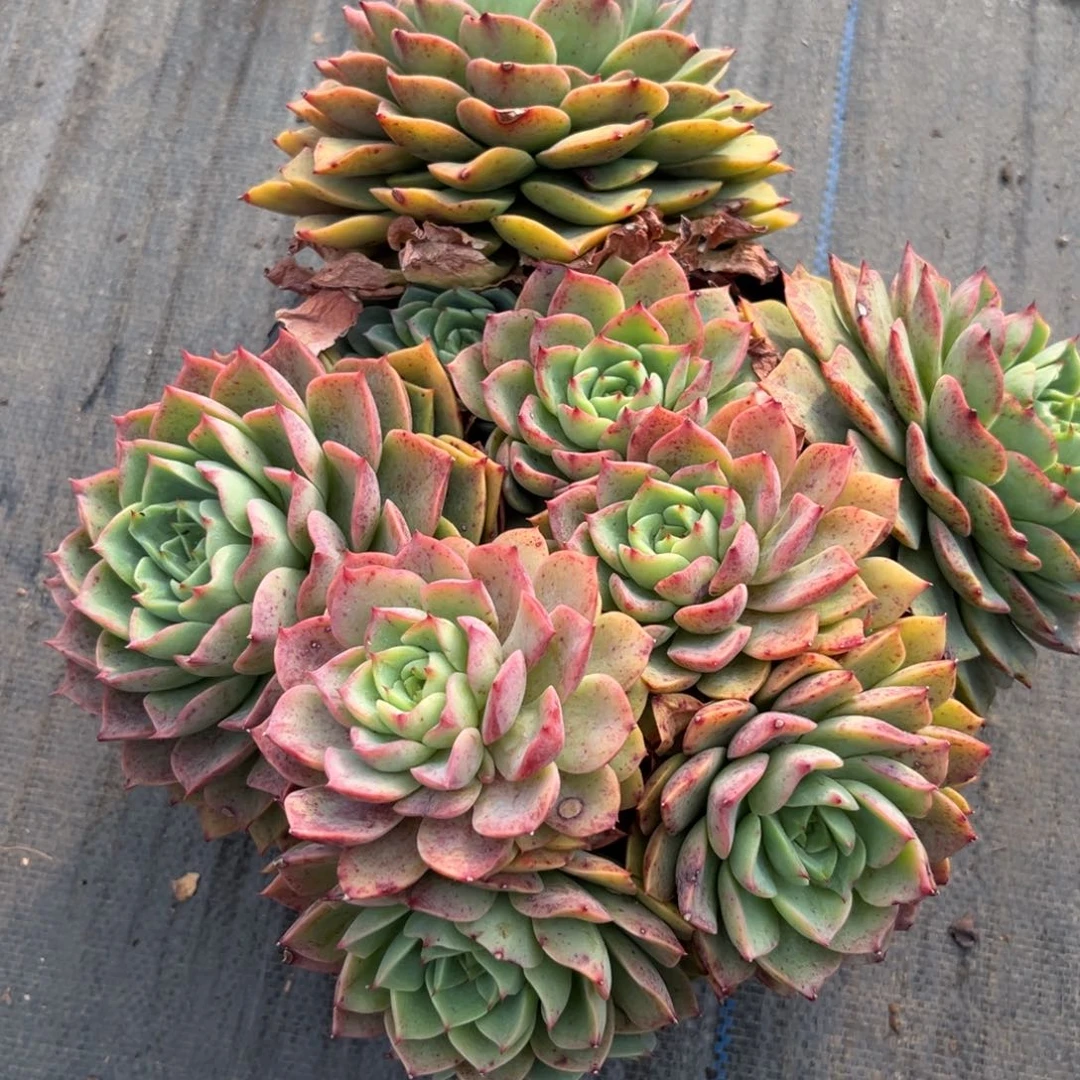 棠颂花卉一物一拍 贝拉 小月